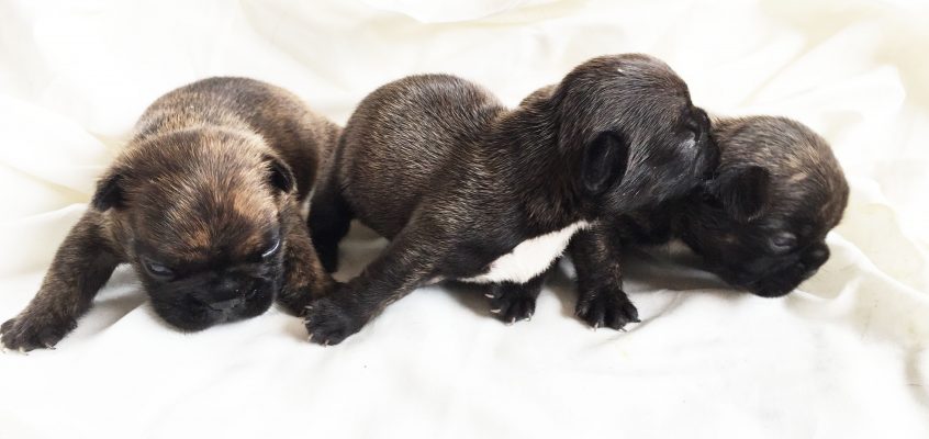 2018年9月21日 仔犬が産まれました