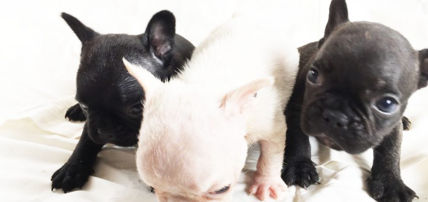 2018年9月20日 仔犬が産まれました！