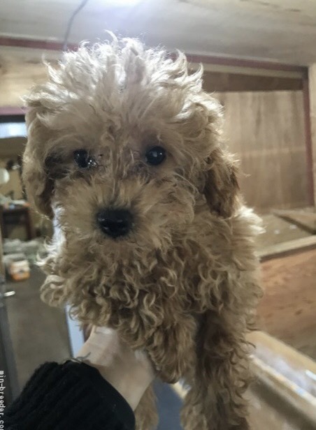 子犬が産まれました